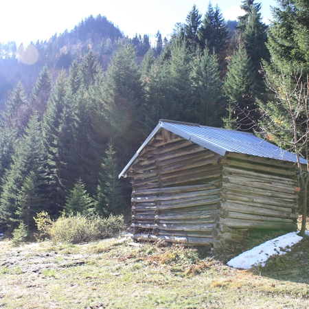 Hundetreffen 2010 im Allgäu (5)